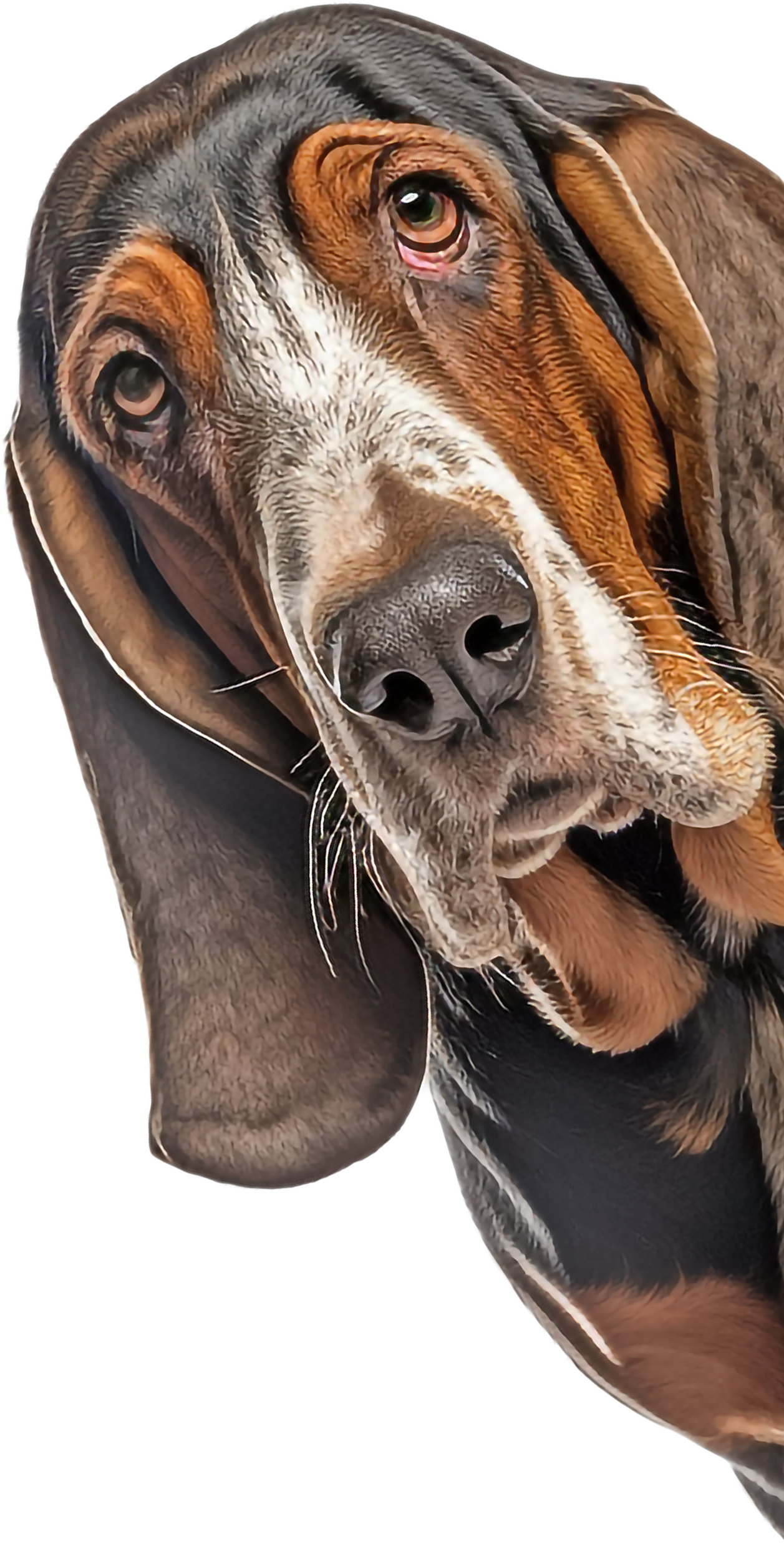 Basset Hound Peeking Around Corner Sticker - 4 Sizes
