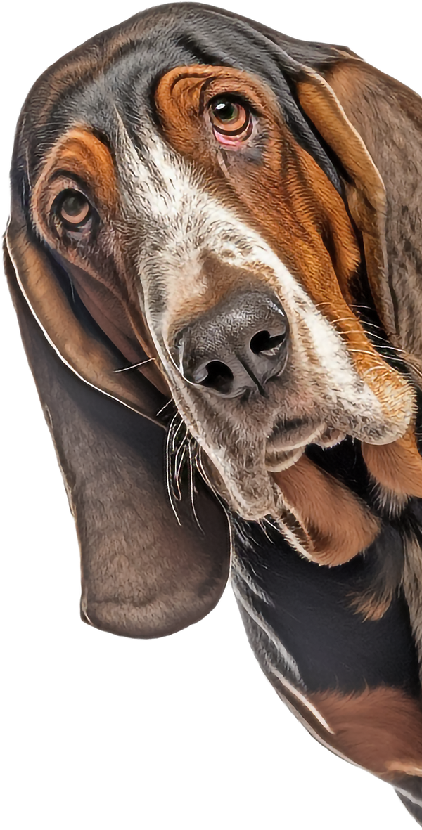 Basset Hound Peeking Around Corner Sticker - 4 Sizes