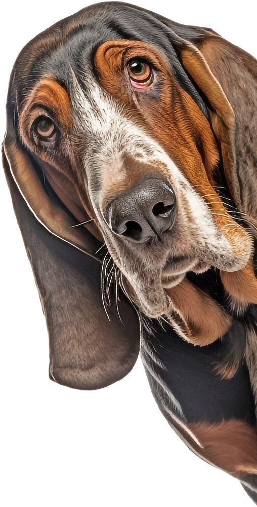 Basset Hound Peeking Around Corner Sticker - 4 Sizes