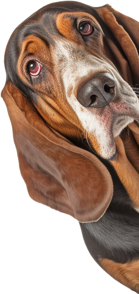 Basset Hound Peeking Around Corner Sticker - 4 Sizes