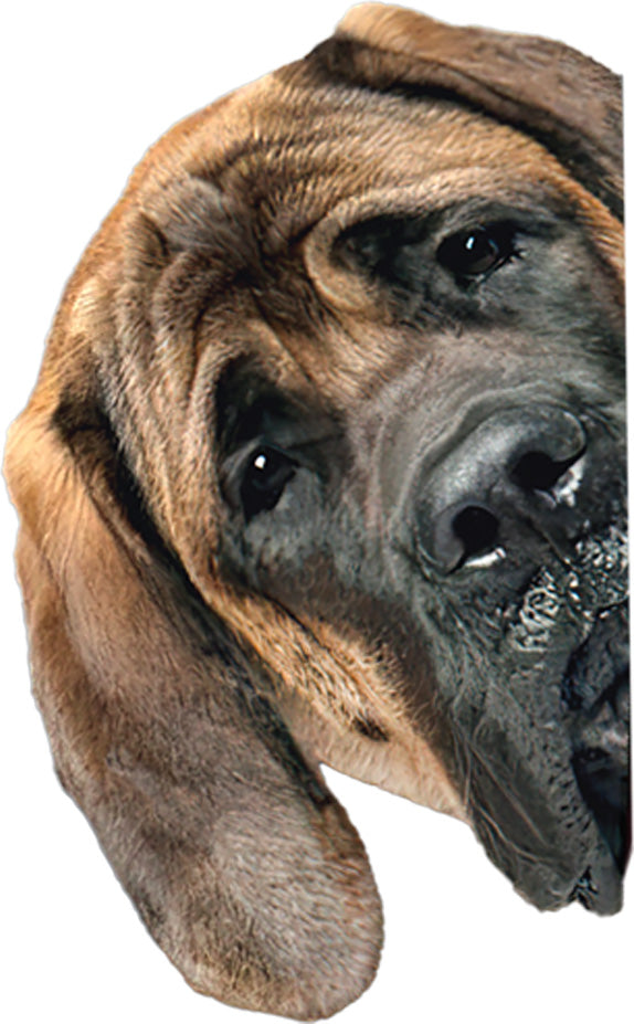 Mastiff Peeking Around Corner Sticker