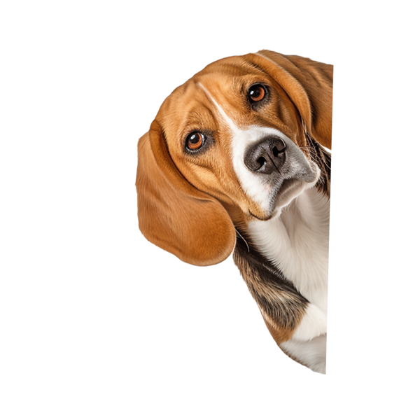 Beagle Peeking Around Corner Sticker